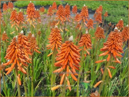 Kniphofia &#039;Poco Sunset&#039; | Vuurpijl, Fakkellelie | Fackellilie