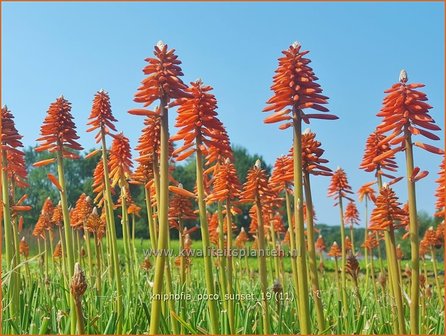 Kniphofia &#039;Poco Sunset&#039; | Vuurpijl, Fakkellelie | Fackellilie