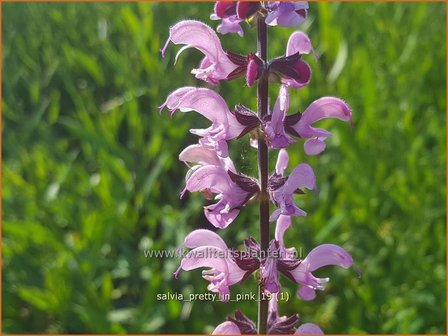 Salvia pratensis &#039;Pretty in Pink&#039; | Veldsalie, Salie, Salvia | Wiesen-Salbei