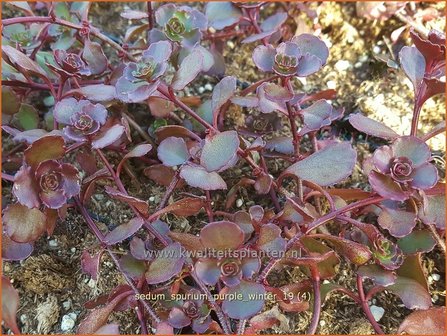 Sedum spurium &#039;Purple Winter&#039; | Kaukasische muurpeper, Roze vetkruid, Vetkruid | Kaukasus-Fettblatt