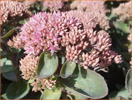 Sedum telephium &#039;Seduction Green-Pink&#039; | Hemelsleutel, Vetkruid | Grosse Fetthenne