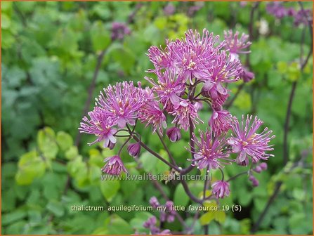 Thalictrum aquilegifolium &#039;My Little Favourite&#039; | Akeleiruit, Ruit | Akeleibl&auml;ttrige Wiesenraute