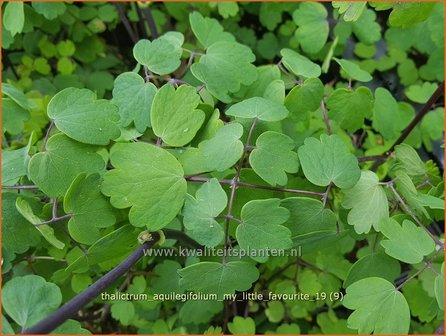 Thalictrum aquilegifolium &#039;My Little Favourite&#039; | Akeleiruit, Ruit | Akeleibl&auml;ttrige Wiesenraute