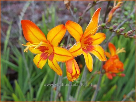 Crocosmia &amp;#39;Firestars Scorchio&amp;#39; | Montbretia | Montbretie