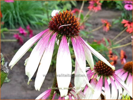 Echinacea purpurea &#039;Engeltje&#039; | Rode zonnehoed, Zonnehoed | Roter Sonnenhut