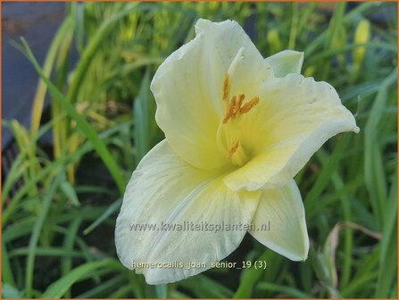 Hemerocallis &#039;Joan Senior&#039; | Daglelie | Taglilie