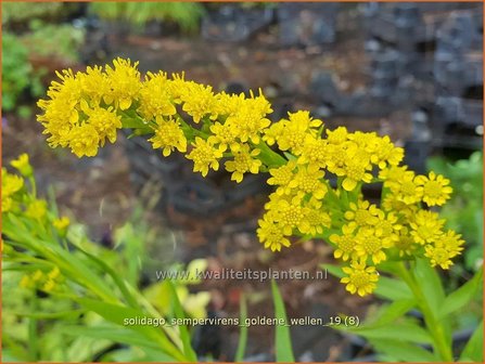 Solidago sempervirens &#039;Goldene Wellen&#039; | Guldenroede | Goldrute