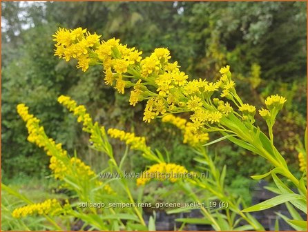 Solidago sempervirens &#039;Goldene Wellen&#039; | Guldenroede | Goldrute