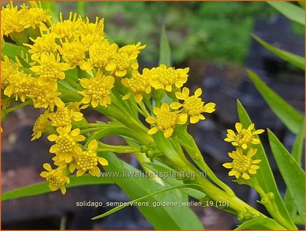 Solidago sempervirens &#039;Goldene Wellen&#039; | Guldenroede | Goldrute