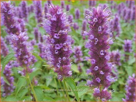 Agastache &#039;Beelicious Purple&#039; | Dropplant, Anijsnetel | Duftnessel