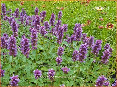 Agastache &#039;Beelicious Purple&#039; | Dropplant, Anijsnetel | Duftnessel