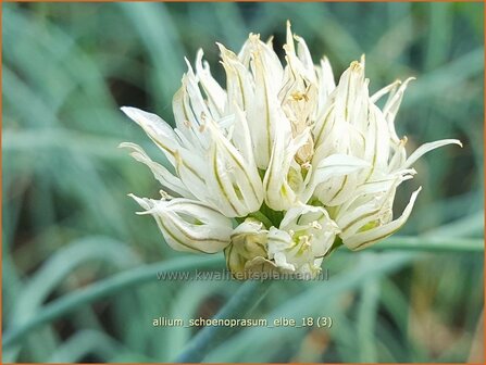 Allium schoenoprasum &#039;Elbe&#039; | Bieslook, Look | Schnittlauch