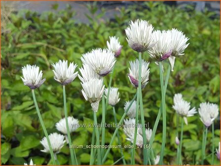 Allium schoenoprasum &#039;Elbe&#039; | Bieslook, Look | Schnittlauch