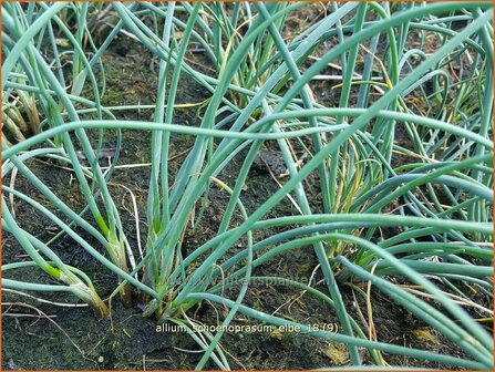 Allium schoenoprasum &#039;Elbe&#039; | Bieslook, Look | Schnittlauch