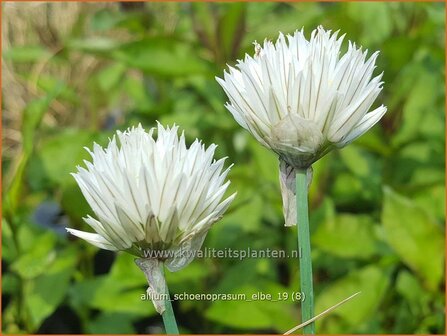 Allium schoenoprasum &#039;Elbe&#039; | Bieslook, Look | Schnittlauch