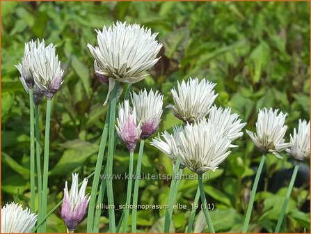 Allium schoenoprasum &#039;Elbe&#039; | Bieslook, Look | Schnittlauch