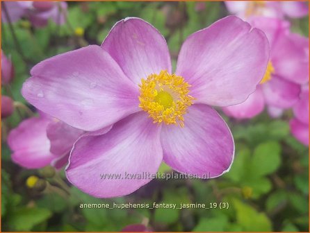 Anemone hupehensis &#039;Fantasy Jasmine&#039; | Herfstanemoon, Japanse anemoon, Anemoon | Herbstanemone