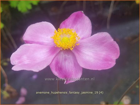 Anemone hupehensis &#039;Fantasy Jasmine&#039; | Herfstanemoon, Japanse anemoon, Anemoon | Herbstanemone