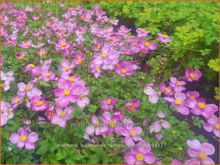 Anemone hupehensis &#039;Fantasy Jasmine&#039; | Herfstanemoon, Japanse anemoon, Anemoon | Herbstanemone