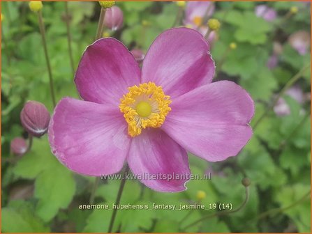 Anemone hupehensis &#039;Fantasy Jasmine&#039; | Herfstanemoon, Japanse anemoon, Anemoon | Herbstanemone