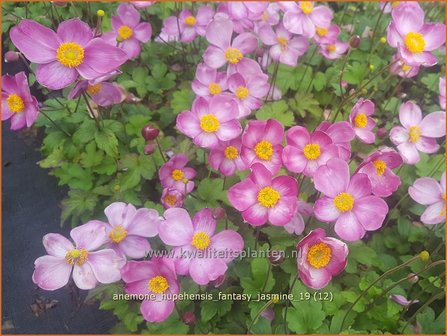 Anemone hupehensis &#039;Fantasy Jasmine&#039; | Herfstanemoon, Japanse anemoon, Anemoon | Herbstanemone