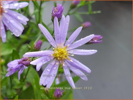 Aster cordifolius &#039;Blue Heaven&#039; | Hartbladaster, Aster | Herzbl&auml;ttrige Schleier-Aster