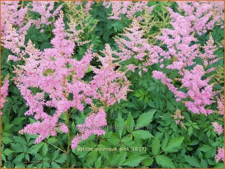 Astilbe &#039;Younique Pink&#039; | Pluimspirea, Spirea | Prachtspiere