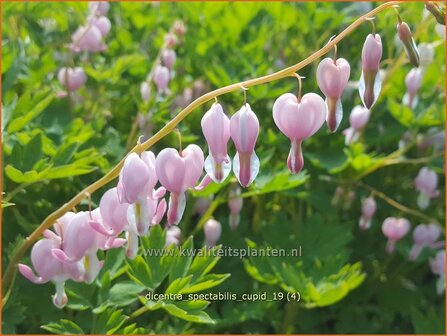 Dicentra spectabilis &#039;Cupid&#039; | Gebroken hartje, Tranend hartje | Hohe Herzblume