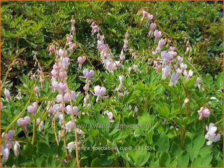 Dicentra spectabilis &#039;Cupid&#039; | Gebroken hartje, Tranend hartje | Hohe Herzblume