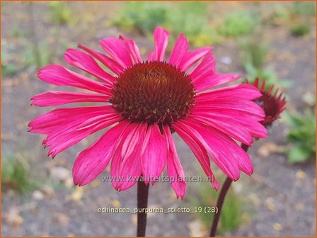 Echinacea purpurea &#039;JS Stiletto&#039; | Rode zonnehoed, Zonnehoed | Roter Sonnenhut