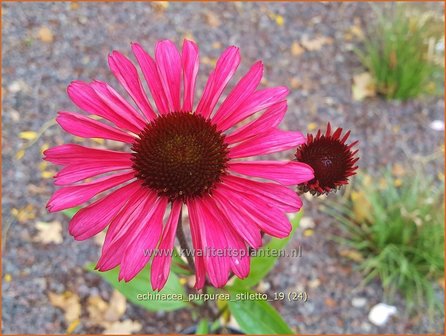 Echinacea purpurea &#039;JS Stiletto&#039; | Rode zonnehoed, Zonnehoed | Roter Sonnenhut