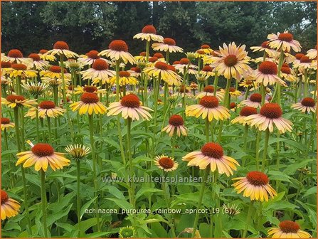 Echinacea purpurea &#039;Rainbow Apricot&#039; | Rode zonnehoed, Zonnehoed | Roter Sonnenhut