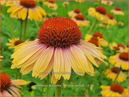 Echinacea purpurea &#039;Rainbow Apricot&#039; | Rode zonnehoed, Zonnehoed | Roter Sonnenhut