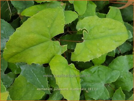 Epimedium pubescens &#039;Bl&uuml;tentanz&#039; | Elfenbloem | Flaumhaarige Elfenblume