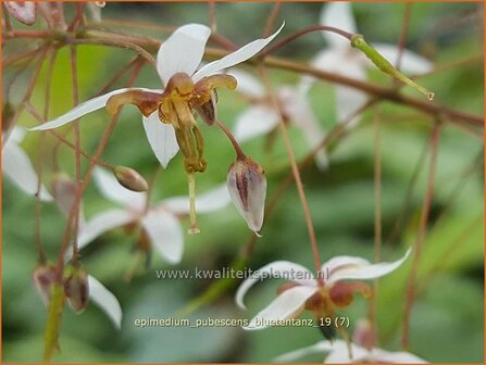 Epimedium pubescens &#039;Bl&uuml;tentanz&#039; | Elfenbloem | Flaumhaarige Elfenblume