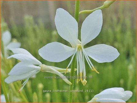 Gaura lindheimeri &#039;Snowbird&#039; | Prachtkaars, Vlinderkruid | Prachtkerze