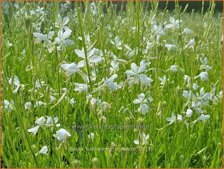 Gaura lindheimeri &#039;Snowbird&#039; | Prachtkaars, Vlinderkruid | Prachtkerze