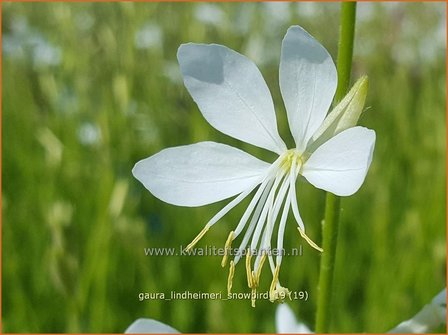 Gaura lindheimeri &#039;Snowbird&#039; | Prachtkaars, Vlinderkruid | Prachtkerze