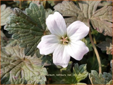 Geranium &#039;Rothbury Red&#039; | Ooievaarsbek, Tuingeranium | Storchschnabel