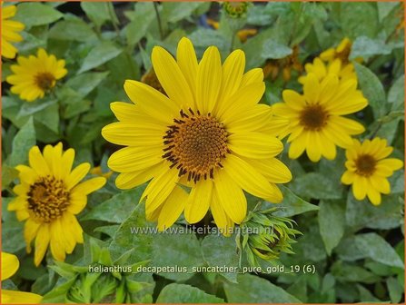 Helianthus decapetalus &#039;Suncatcher Pure Gold&#039; | Vaste zonnebloem | Stauden-Sonnenblume