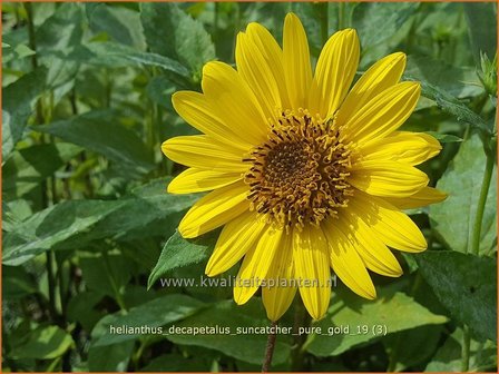 Helianthus decapetalus &#039;Suncatcher Pure Gold&#039; | Vaste zonnebloem | Stauden-Sonnenblume