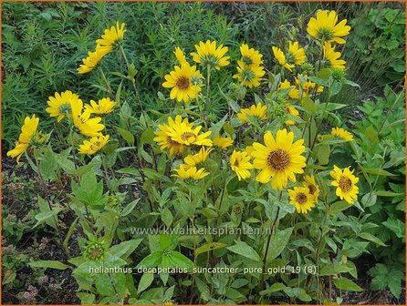 Helianthus decapetalus &#039;Suncatcher Pure Gold&#039; | Vaste zonnebloem | Stauden-Sonnenblume