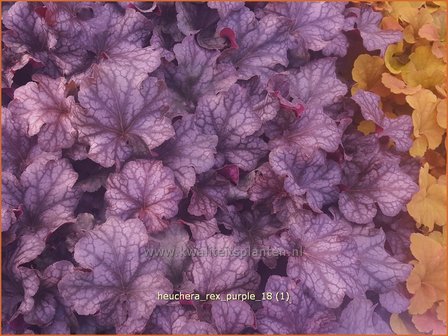 Heuchera &#039;Rex Purple&#039; | Purperklokje | Purpurgl&ouml;ckchen