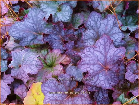 Heuchera &#039;Rex Purple&#039; | Purperklokje | Purpurgl&ouml;ckchen