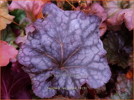 Heuchera &#039;Rex Purple&#039; | Purperklokje | Purpurgl&ouml;ckchen