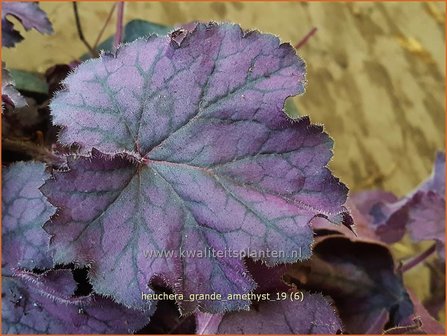 Heuchera &#039;Grande Amethyst&#039; | Purperklokje | Purpurgl&ouml;ckchen