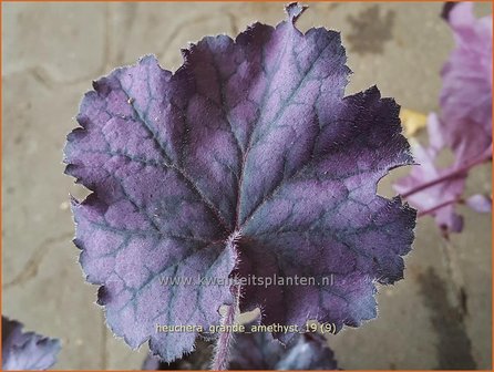 Heuchera &#039;Grande Amethyst&#039; | Purperklokje | Purpurgl&ouml;ckchen