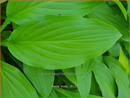 Hosta elata | Hosta, Hartlelie, Funkia | Funkie