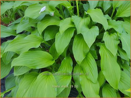 Hosta elata | Hosta, Hartlelie, Funkia | Funkie