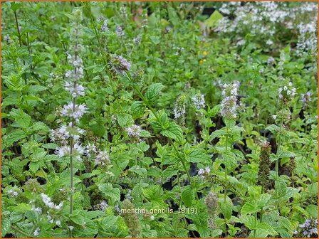 Mentha gentilis | Gembermunt, Palingkruid, Munt | Edel-Minze